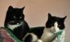 Кошечки-подружки превью 1252293.