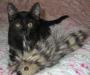 Черный котенок в дар. Девочка(2мес) ищет дом превью 1252474.