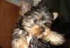 Щенки Йоркширского терьера превью 1252763.