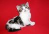 Британский котенок превью 1253625.