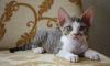 Котята девон-рекс превью 1254850.