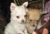 Чихуахуа мальчики д/ш на фото превью 1254856.