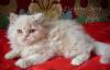 Превью Персидский котенок, мальчик Клин - 2