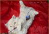 Превью Персидский котенок, мальчик Клин - 3