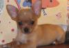 Чихуахуа, щенки, г/ш превью 1255364.
