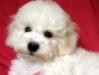 Бишон фризе щенки превью 1255825.