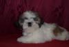 щенки ши-тцу от чемпионов  превью 1256086.