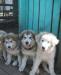 Щенки аляскинского маламута род.01мая 2010г превью 1256795.