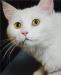 Белоснежная кошечка Селина ищет дом превью 1256864.