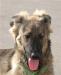 Превью Щенок-подросток Надежда Константиновна ищет хозяин Санкт-Петербург - 1
