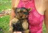 Йорки щеночки очаровашки превью 1250780.