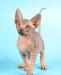 Девочка канадского сфинкса превью 1257505.