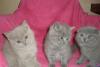 Британские и вислоухие котята превью 1257856.