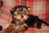 Йоркширский терьер щенки превью 1250921.
