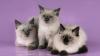 Котята невские маскарадные превью 1259424.