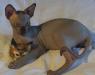 Продажа котят канадских сфинксов превью 1259895.