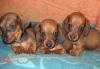 Щенки карликовой и кроличей таксы превью 1259921.