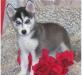 Очаровательные голубоглазые черно-белые щенки Сиби превью 1259932.