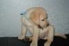 Превью Щенки лабрадора мальчики и девочки Москва - 1