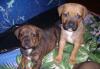 Отдам в хорошие руки щенков превью 1260088.