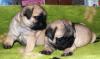 Щенки  Мопса превью 1261033.