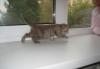 Превью Котята Нижний Новгород - 2