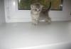 Превью Котята Нижний Новгород - 3