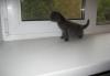 Превью Котята Нижний Новгород - 4