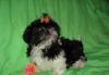 Продатся щенки ши-тцу превью 1261420.