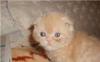 Котята  редких  окрасов превью 1262609.