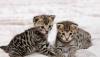 Саванна бенгальских котята на продажу превью 1262807.