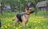 Немецкая овчарка Тори превью 1262909.