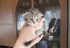 Шотландские вислоухие котята превью 1260305.