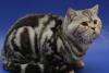 Превью Британские мраморные пятнистые однотонные котята Череповец - 1