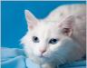 Белоснежная кошка с глазами небесной красоты превью 1263931.