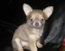Продается чихуахуа мини девочка ,окраса "к превью 1260406.