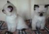 Превью Котята невские маскарадные Москва - 1