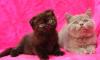 Британские и шотландские котята превью 1264214.