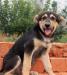 Щенок Блек 3 мес в добрые руки превью 1265097.