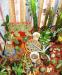 Превью Кактусы недорого Москва - 1