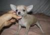 Чихуахуа щенки - окрасы на выбор превью 1260614.