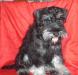 Цвергшнауцер черный с серебром 3 мес превью 1266179.