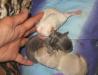 Превью Чихуахуа голубо-палевый кобелек Москва - 2