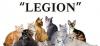 Клуб Любителей Кошек "legion" предлагает породисты превью 1268013.