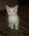 Отдам в хорошие руки кошечку-ангорку превью 1268037.