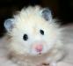 Сирийские хомячки превью 1269010.