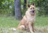 Долли - красавица нем овчарка,  золотого окраса превью 1269204.