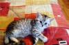 Котята  окрас вискас (сильвер-табби) и др превью 1269598.