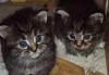 Превью Весёлые котята Клин - 3