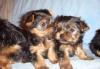 Щенки йоркширского терьера превью 1269981.